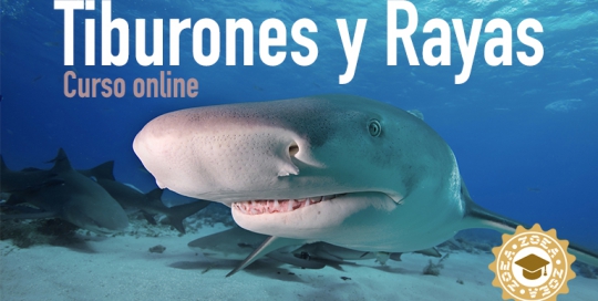 curso_tiburones_rayas